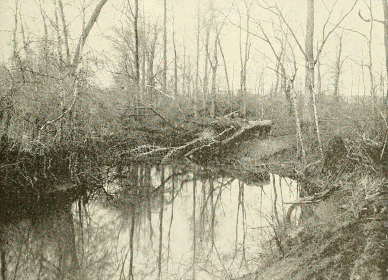 Swamp